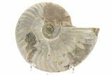 Silver Iridescent Ammonite (Cleoniceras) Fossil - Madagascar #219561-1